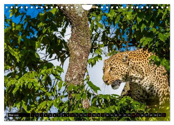 Produktbild: Masai Mara 2026 (Wandkalender 2026 DIN A4 quer), CALVENDO Monatskalender