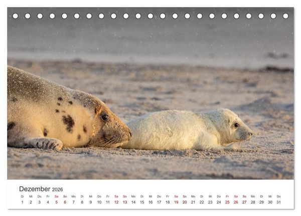 Produktbild: Junge Kegelrobben (Tischkalender 2026 DIN A5 quer), CALVENDO Monatskalender