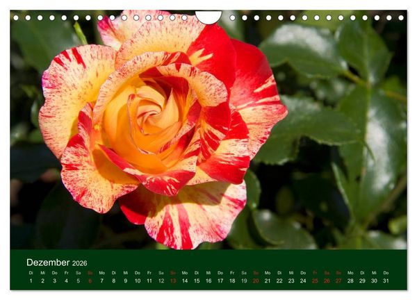 Produktbild: Blumen und Bl&uuml;ten (Wandkalender 2026 DIN A4 quer), CALVENDO Monatskalender