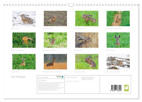 Produktbild: Der Feldhase (Wandkalender 2026 DIN A3 quer), CALVENDO Monatskalender