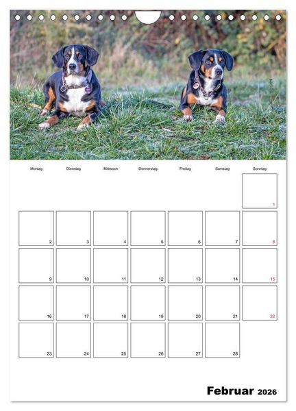 Produktbild: Entlebucher Sennenhunde begleiten Sie durch das Jahr (Wandkalender 2026 DIN A4 hoch), CALVENDO Monatskalender