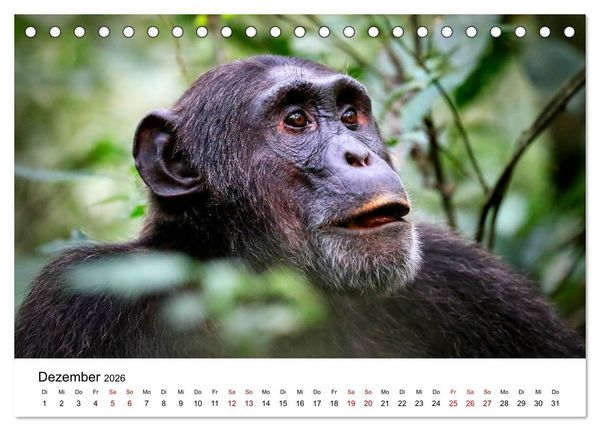Produktbild: UGANDA - Berggorillas & Chimps (Tischkalender 2026 DIN A5 quer), CALVENDO Monatskalender