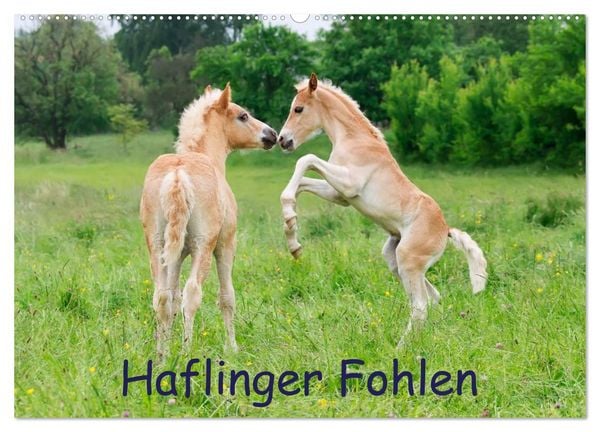 Produktbild: Haflinger Fohlen (Wandkalender 2026 DIN A2 quer), CALVENDO Monatskalender