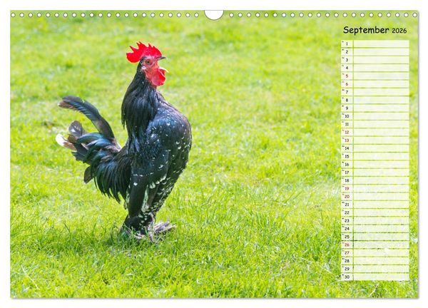 Produktbild: Geliebte Tiere auf dem Bauernhof (Wandkalender 2026 DIN A3 quer), CALVENDO Monatskalender