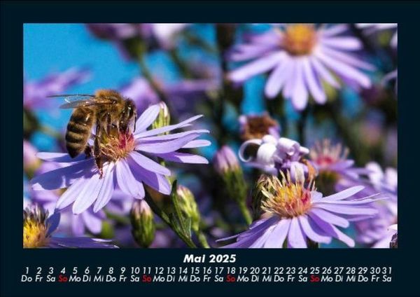 Produktbild: Bienen 2025 Fotokalender DIN A5