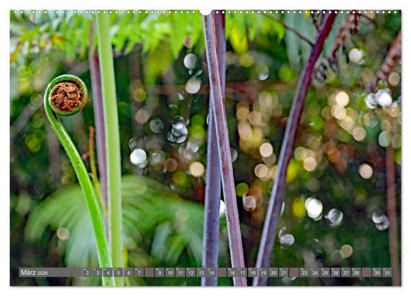 Produktbild: Im Regenwald von Borneo (Wandkalender 2026 DIN A2 quer), CALVENDO Monatskalender