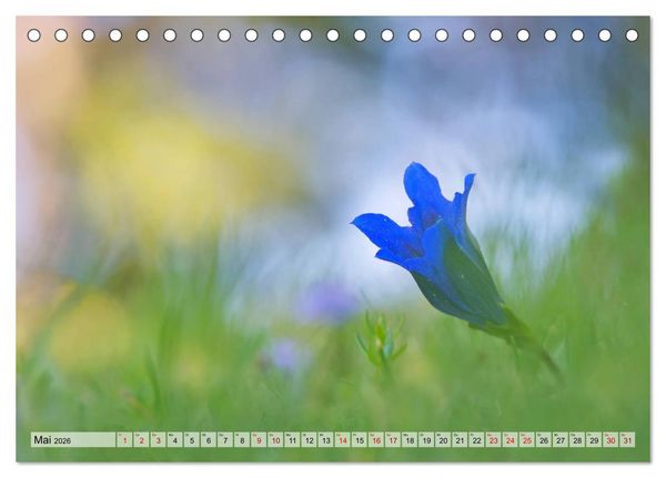 Produktbild: Wenn Bl&uuml;ten tr&auml;umen tanzt das Licht (Tischkalender 2026 DIN A5 quer), CALVENDO Monatskalender