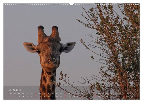 Produktbild: Zimbabwe (Wandkalender 2026 DIN A2 quer), CALVENDO Monatskalender