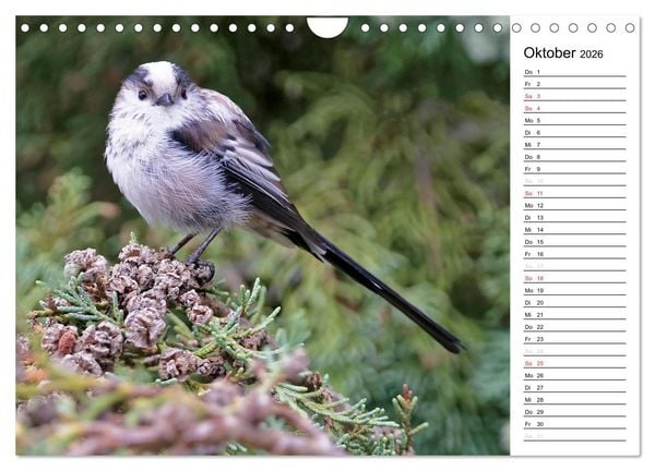 Produktbild: Unsere heimischen Gartenv&ouml;gel (Wandkalender 2026 DIN A4 quer), CALVENDO Monatskalender