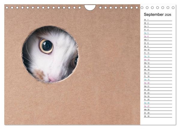 Produktbild: Karton Katzen (Wandkalender 2026 DIN A4 quer), CALVENDO Monatskalender