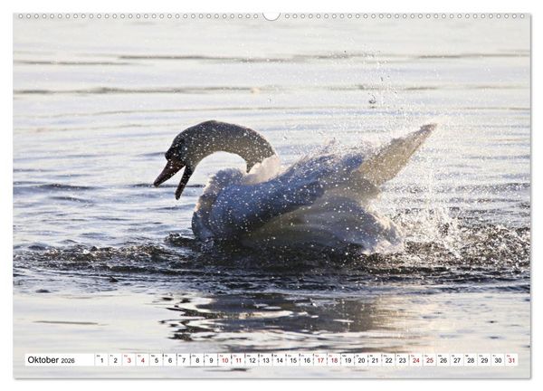 Produktbild: Schw&auml;ne - imposant und faszinierend (Wandkalender 2026 DIN A2 quer), CALVENDO Monatskalender
