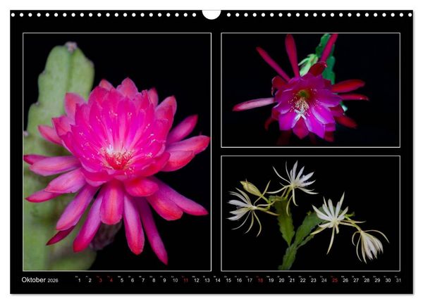 Produktbild: Epiphyllum-Hybriden (Wandkalender 2026 DIN A3 quer), CALVENDO Monatskalender