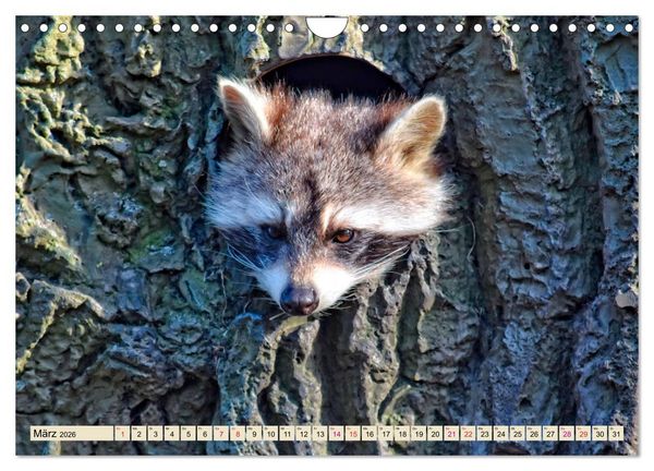 Produktbild: Waschb&auml;r - Niedlicher Allesfresser (Wandkalender 2026 DIN A4 quer), CALVENDO Monatskalender