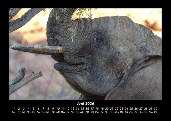 Produktbild: Elefanten 2026 Fotokalender DIN A3
