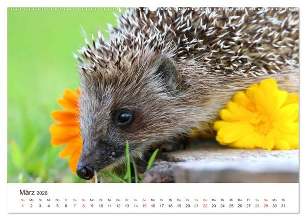 Produktbild: Igel 2026. Tierische Impressionen (Wandkalender 2026 DIN A2 quer), CALVENDO Monatskalender