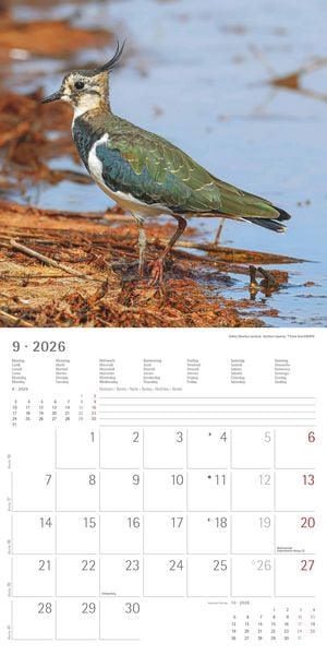 Produktbild: Einheimische Vögel 2026 - Broschürenkalender 30x30 cm (30x60 geöffnet) - Kalender mit Platz für Notizen - Birds - Bildkalender - Wandkalender - Vogelk