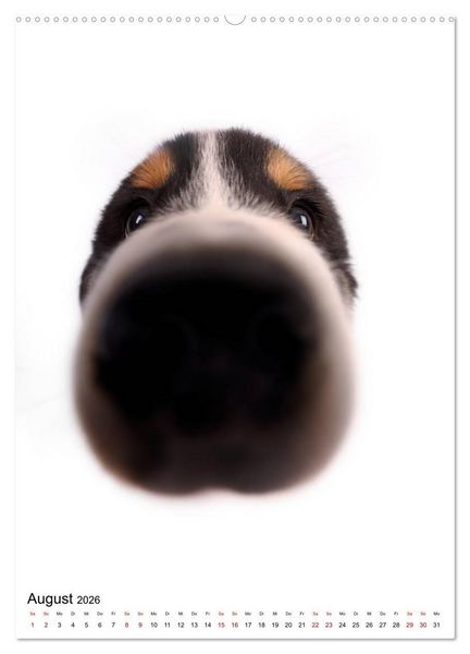 Produktbild: Der Fisheye Tiere Kalender (hochwertiger Premium Wandkalender 2026 DIN A2 hoch), Kunstdruck in Hochglanz