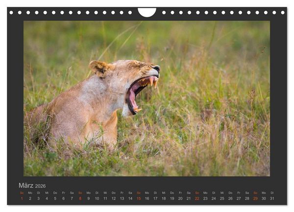 Produktbild: L&ouml;wen Wildlife-Fotografien (Wandkalender 2026 DIN A4 quer), CALVENDO Monatskalender
