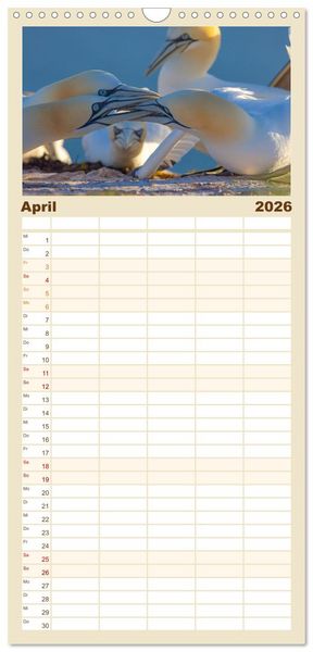 Produktbild: Familienplaner 2026 - Basst&ouml;lpel - Helgolands faszinierende V&ouml;gel mit 5 Spalten (Wandkalender, 21 x 45 cm) CALVENDO