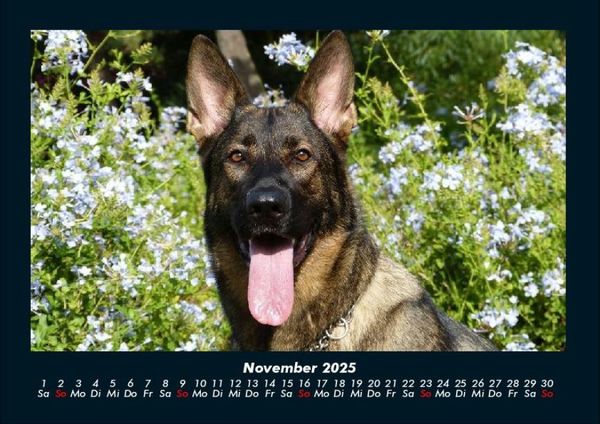 Produktbild: Hunde Kalender 2025 Fotokalender DIN A4