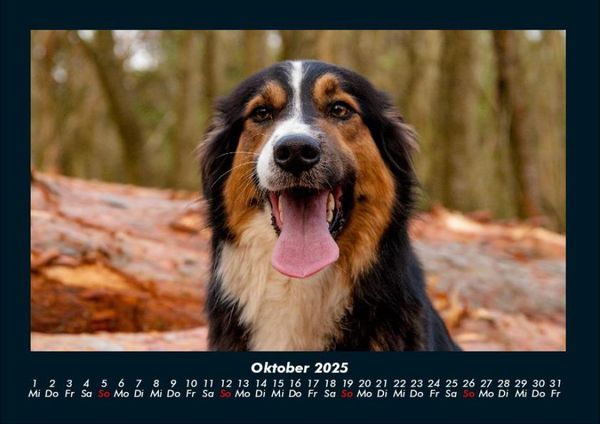 Produktbild: Hundezauber 2025 Fotokalender DIN A4