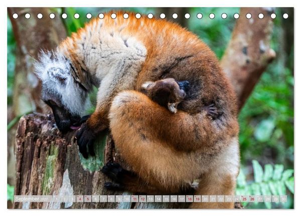 Produktbild: Wildnis Madagaskar (Tischkalender 2027 DIN A5 quer), CALVENDO Monatskalender