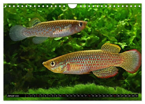 Produktbild: Bunte Fische der Welt - Killifische (Wandkalender 2026 DIN A4 quer), CALVENDO Monatskalender