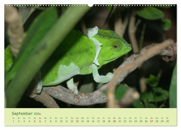 Produktbild: Augenblicke der Cham&auml;leons (Wandkalender 2026 DIN A2 quer), CALVENDO Monatskalender