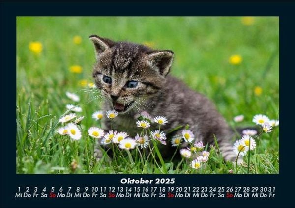 Produktbild: F&uuml;r Katzenfreunde 2025 Fotokalender DIN A5