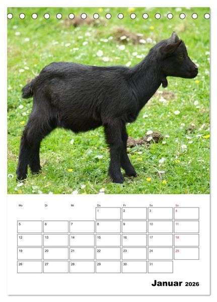 Produktbild: Ziegen Terminplaner (Tischkalender 2026 DIN A5 hoch), CALVENDO Monatskalender