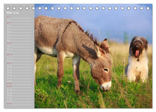 Produktbild: Kleiner Esel. Boldewyn mit seinen Freunden (Tischkalender 2026 DIN A5 quer), CALVENDO Monatskalender