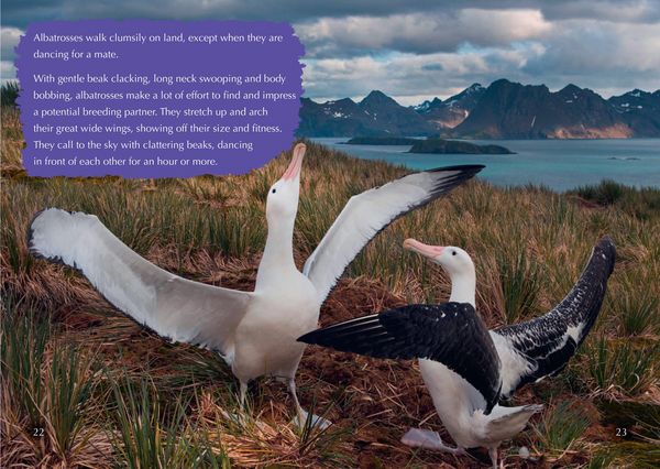 Produktbild: Collins Big Cat - The Story of Albatross