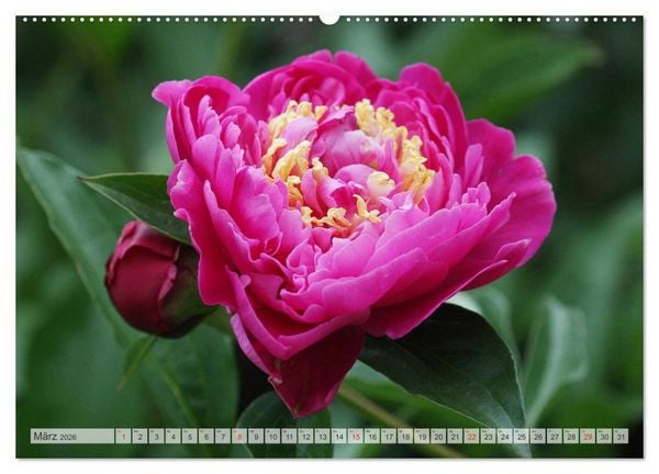 Produktbild: PFINGSTROSEN Rosen ohne Dornen (Wandkalender 2026 DIN A2 quer), CALVENDO Monatskalender