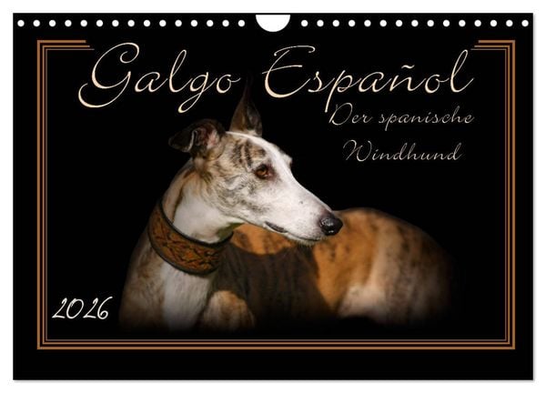 Produktbild: Galgo Espa&ntilde;ol 2026- Der spanische Windhund (Wandkalender 2026 DIN A4 quer), CALVENDO Monatskalender