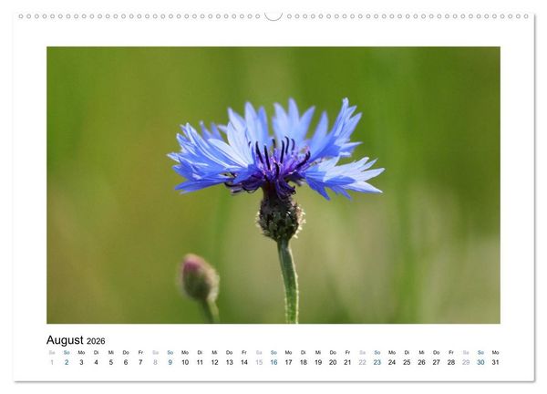 Produktbild: Kornblumen - Blaue Sch&ouml;nheiten (Wandkalender 2026 DIN A2 quer), CALVENDO Monatskalender