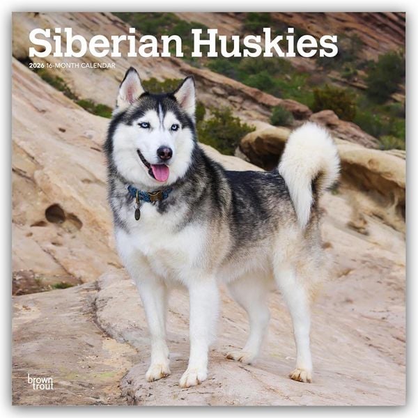 Produktbild: Siberian Huskies &ndash; Siberian Husky 2026 &ndash; 16-Monatskalender