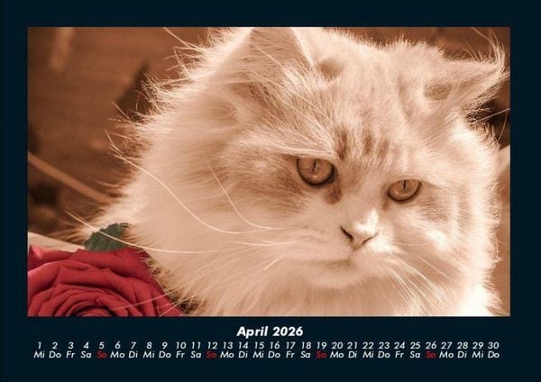 Produktbild: F&uuml;r Katzenfreunde 2026 Fotokalender DIN A4