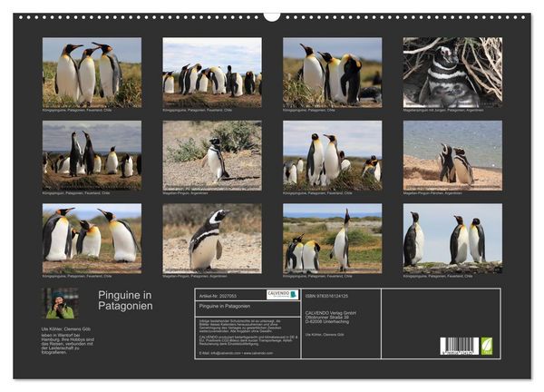 Produktbild: Pinguine in Patagonien (Wandkalender 2026 DIN A2 quer), CALVENDO Monatskalender
