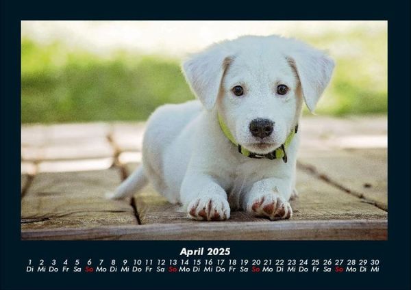 Produktbild: Der Hundekalender 2025 Fotokalender DIN A4