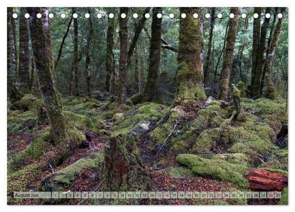 Produktbild: Prim&auml;rwald - Neuseeland (Tischkalender 2026 DIN A5 quer), CALVENDO Monatskalender