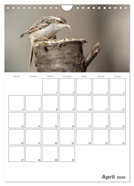 Produktbild: V&ouml;gel im heimischen Garten (Wandkalender 2026 DIN A4 hoch), CALVENDO Monatskalender