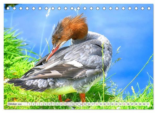 Produktbild: Enten. Bezaubernde und beliebte Schwimmer (Tischkalender 2026 DIN A5 quer), CALVENDO Monatskalender