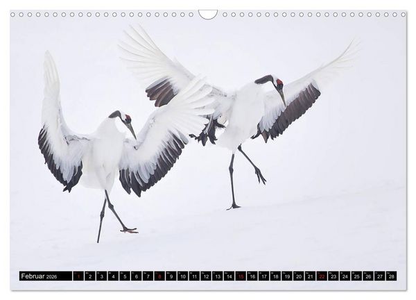 Produktbild: Japanische Vogelwelt im Winter (Wandkalender 2026 DIN A3 quer), CALVENDO Monatskalender