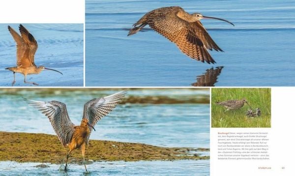 Produktbild: Unsere einzigartige Vogelwelt