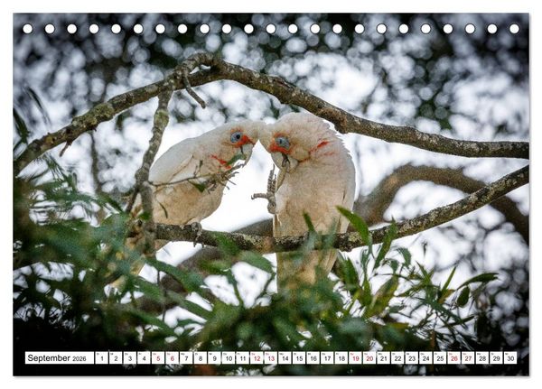 Produktbild: Wildlife Australien (Tischkalender 2026 DIN A5 quer), CALVENDO Monatskalender