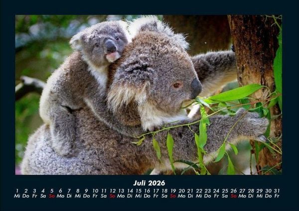 Produktbild: Koala 2026 Fotokalender DIN A4