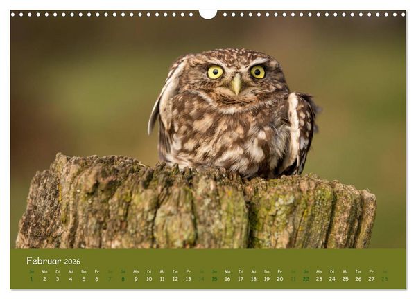 Produktbild: Steink&auml;uze (Athene noctua) (Wandkalender 2026 DIN A3 quer), CALVENDO Monatskalender