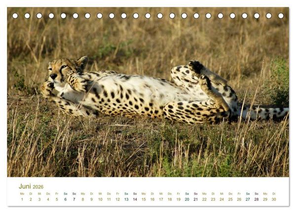 Produktbild: Safari Impressionen / Kenia (Tischkalender 2026 DIN A5 quer), CALVENDO Monatskalender