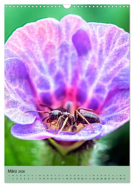 Produktbild: INSEKTENWELT - Heimische N&uuml;tzlinge ganz nah (Wandkalender 2026 DIN A3 hoch), CALVENDO Monatskalender