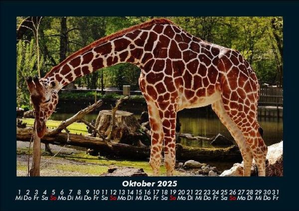 Produktbild: Giraffen 2025 Fotokalender DIN A5